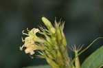 Southern bush honeysuckle